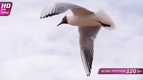 Soaring Seagull In The Sky