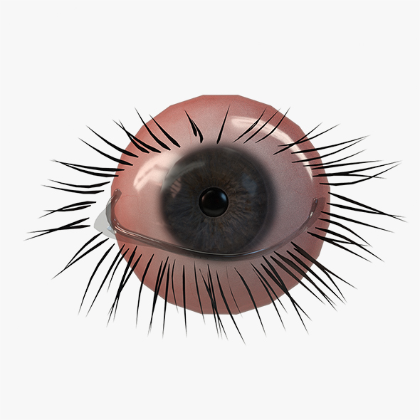 Realistic PBR Eye - 3Docean 32085372