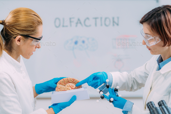 Olfaction and the Brain. Female Scientists Studying a Brain Model. - Stock Photo - Images
