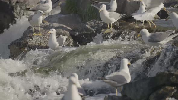 Seagulls On a Rocky River