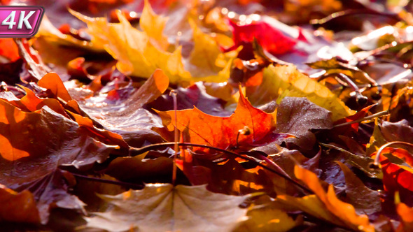 Burning Autumn Leaves