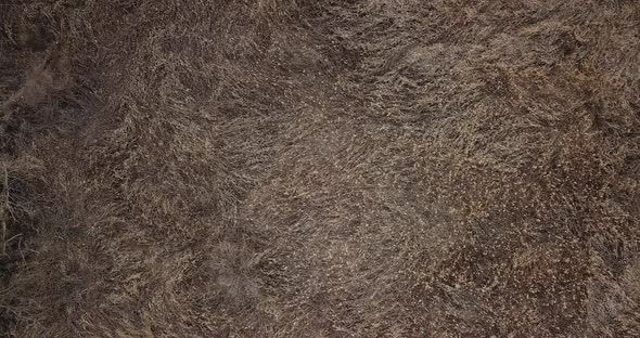 Aerial View From Above of Autumn Forest Gray Trees Bald Trees in Late Autumn alt