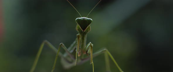 Close up Of the Praying Mantis Under the Rain on A Green Forest Background alt