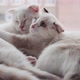 White Little Baby Cats Yawn and Cuddle Up to Each Other - VideoHive Item for Sale