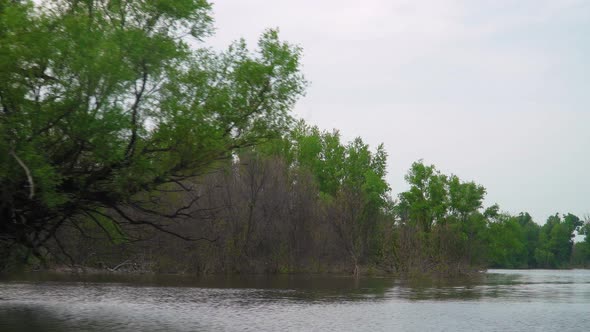 Trees Growing in Water Swamp
