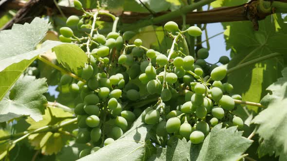 Green Vitis vitifera  plant in the spring 4K 2160p 30fps UltraHD footage - Close-up of common grape  alt