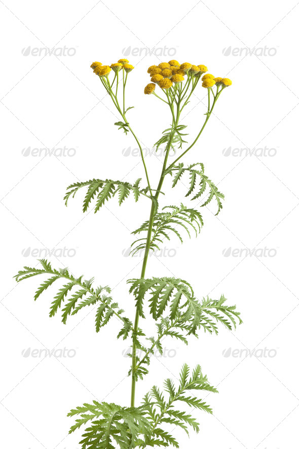 Common Tansy - Stock Photo - Images