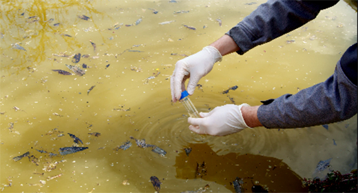 Ecology and environment