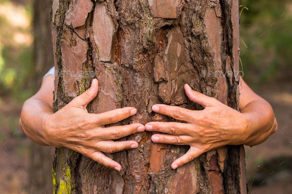 Human hands hugging a tree in the woods - love for the outdoors and nature - earth day concept.