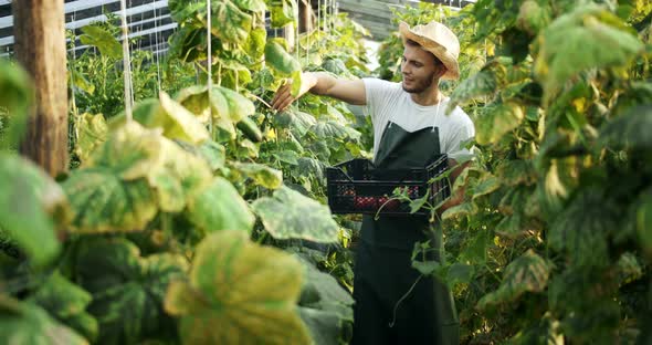 Man Harvesting Cucumbers in Greenhouse