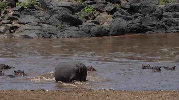 Hippopotamus, hippopotamus amphibius, Group standing in River, Masai Mara park in Kenya, slow motion alt