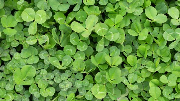 Green Grass Clover Closeup As a Background to St Patrick's Day Slow Motion alt