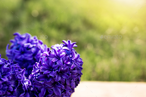 Violet bright blue-purple hyacinth flowers on old wooden table in garden