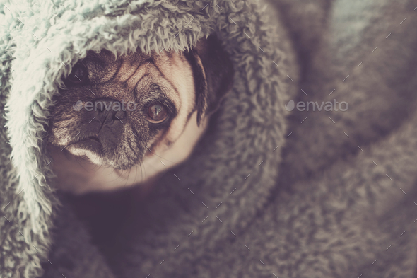 Protection and hidden dog concept with nice funny pug under blue cover at home canine