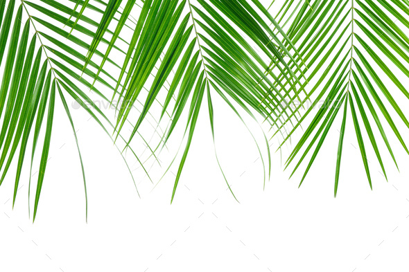 Beautiful palm leaves isolated on white background. Exotic plant Stock