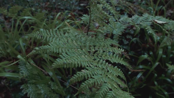 Dew covered ferns within dense woodland TILT REVEAL alt