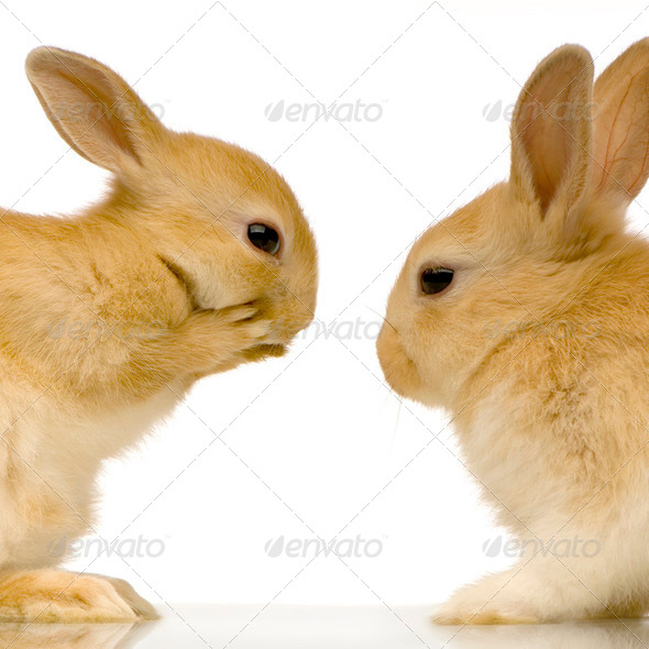 rabbits dating - Stock Photo - Images