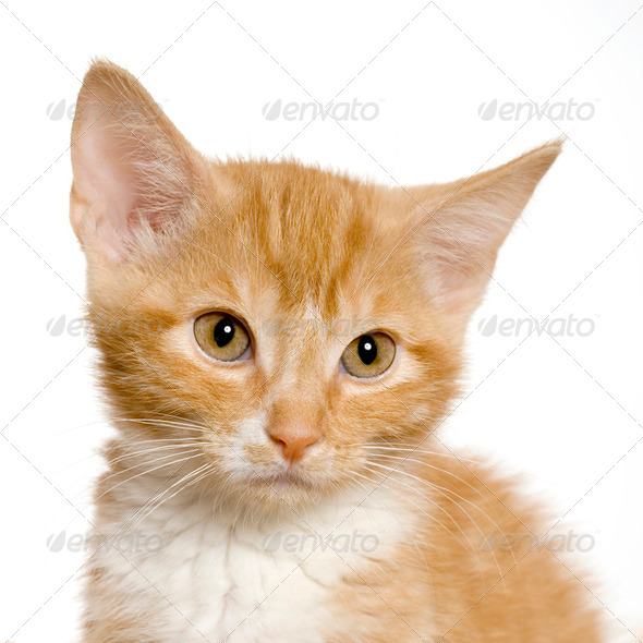 PUSSY CAT (W)