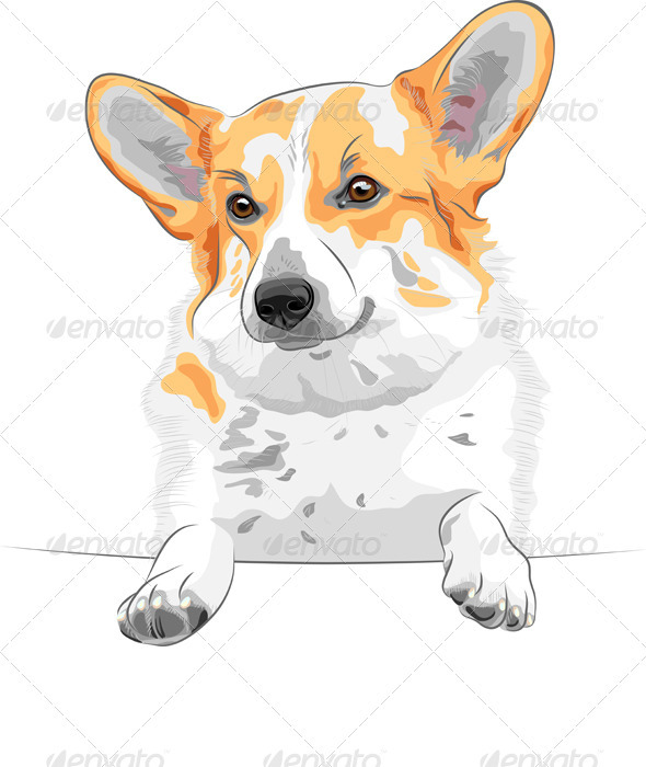 Vector sketch dog Pembroke Welsh corgi smiling - Animals Characters