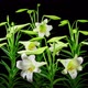 Time Lapse Lilies Opening - VideoHive Item for Sale