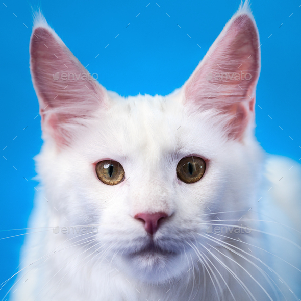 Maine Coon Cat Looking at Camera. Close-Up Portrait of Pretty Maine Shag on Blue Background