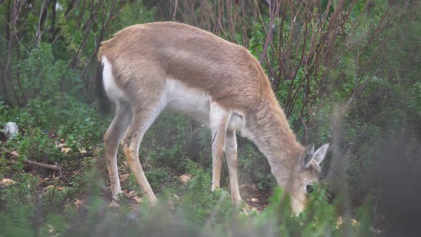 Gazelle in Natural Shrubbery, Stock Footage | VideoHive