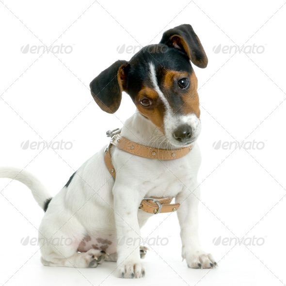 Jack russel - Stock Photo - Images