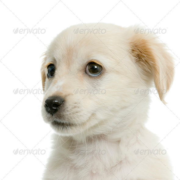 Labrador retriever cream - Stock Photo - Images