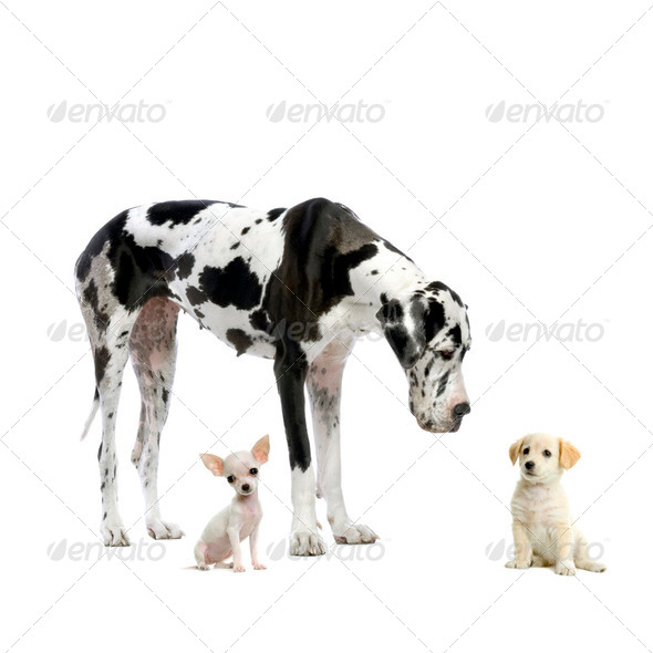 Great Dane, puppy Chihuahua and puppy Labrador - Stock Photo - Images