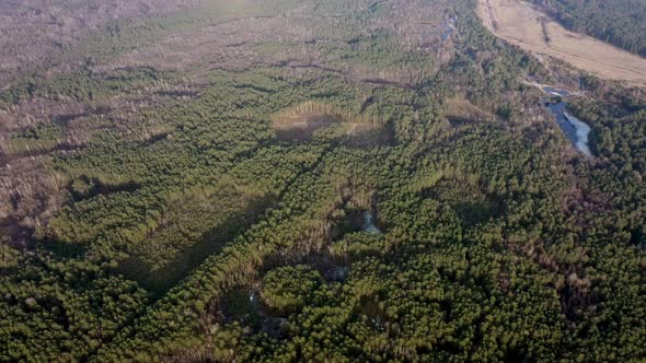 Aerial drone view of deforestation of a pine forest. Ecology concept alt