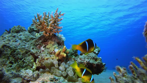 Underwater Tropical Seascape Clownfish alt