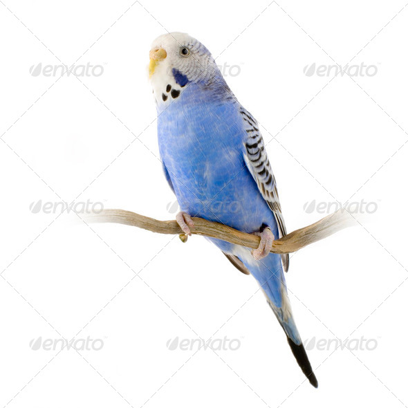 blue and white budgie - Stock Photo - Images