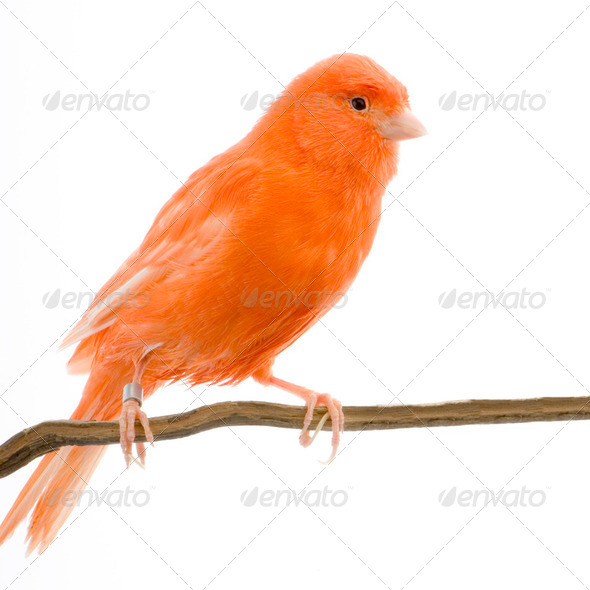 Red canary on its perch - Stock Photo - Images