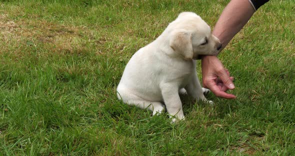 Yellow Labrador Retriever, Puppy Playing with his Mistress on the Lawn, Normandy in France alt