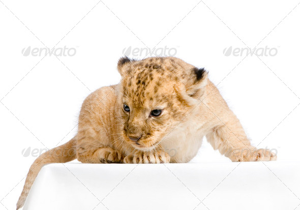 Lion Cub lying down - Stock Photo - Images