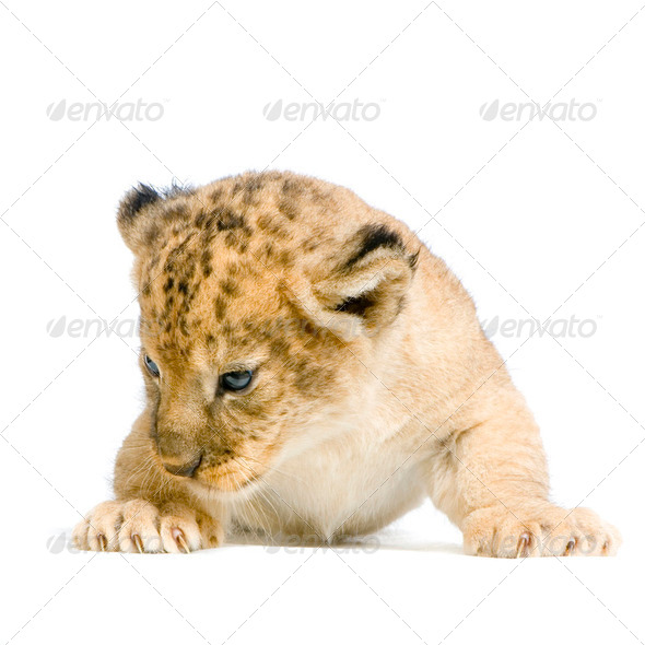 Lion Cub lying down - Stock Photo - Images