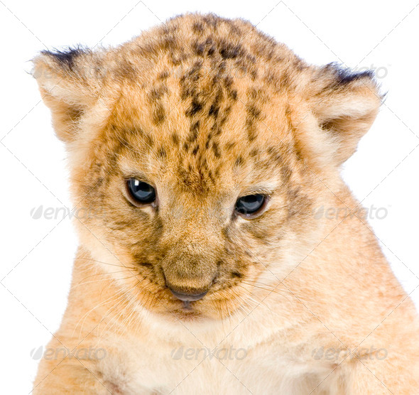 Lion Cub lying down - Stock Photo - Images
