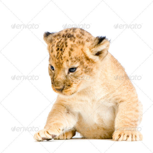 Lion Cub lying down - Stock Photo - Images