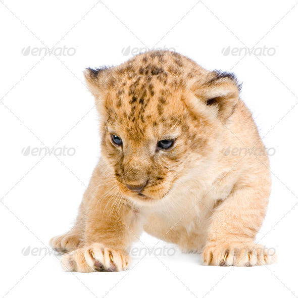 Lion Cub lying down - Stock Photo - Images