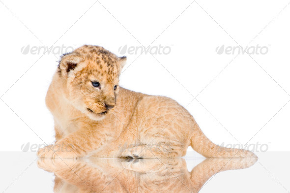 Lion Cub lying down - Stock Photo - Images