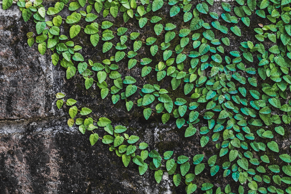 Texture of black aged stone wall with green clambering plant in Bali
