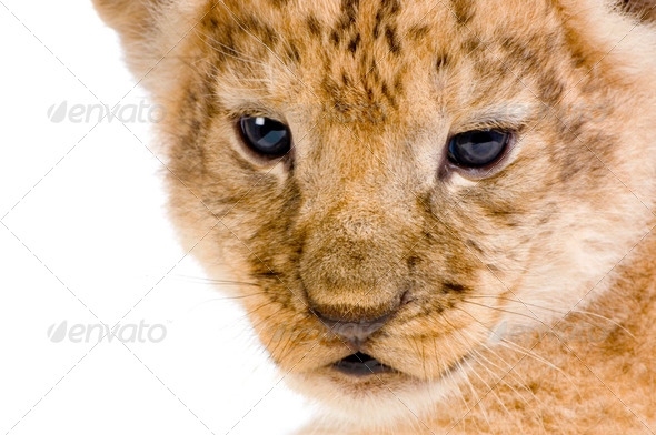 Lion Cub's c - Stock Photo - Images