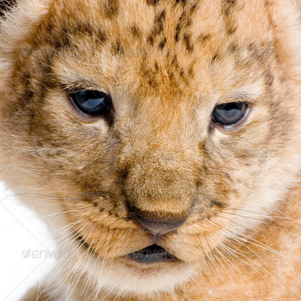 Lion Cub's c - Stock Photo - Images