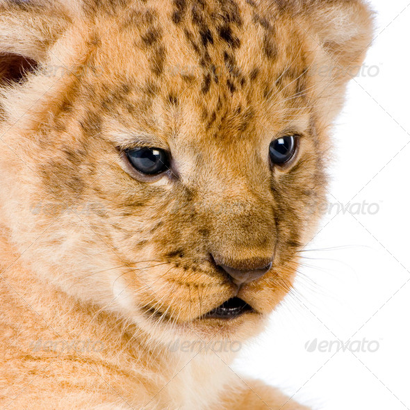 Lion Cub's c - Stock Photo - Images