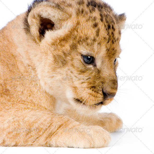 Lion Cub's c - Stock Photo - Images
