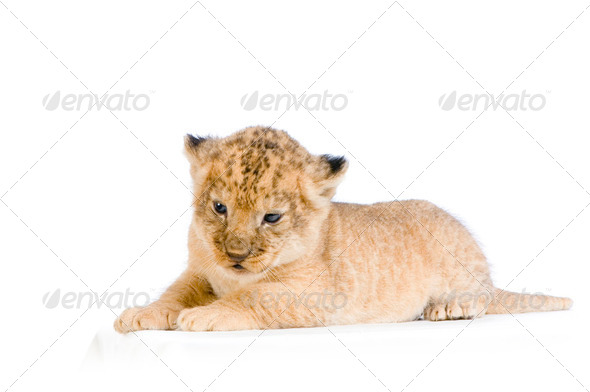 Lion Cub lying down - Stock Photo - Images
