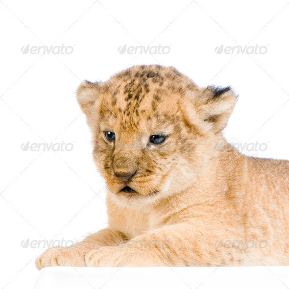 Lion Cub lying down - Stock Photo - Images