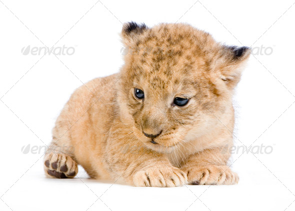 Lion Cub lying down - Stock Photo - Images