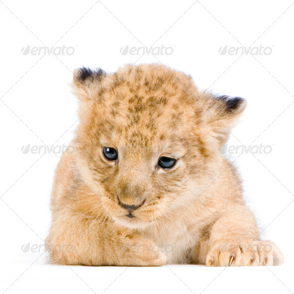 Lion Cub lying down - Stock Photo - Images