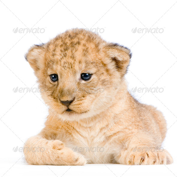 Lion Cub lying down - Stock Photo - Images